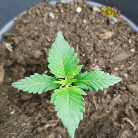 Bubble Kush Automatic growlog timeline photo