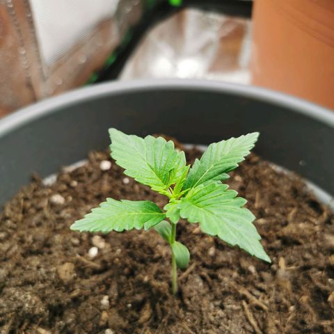 Bubble Kush Automatic growlog timeline photo