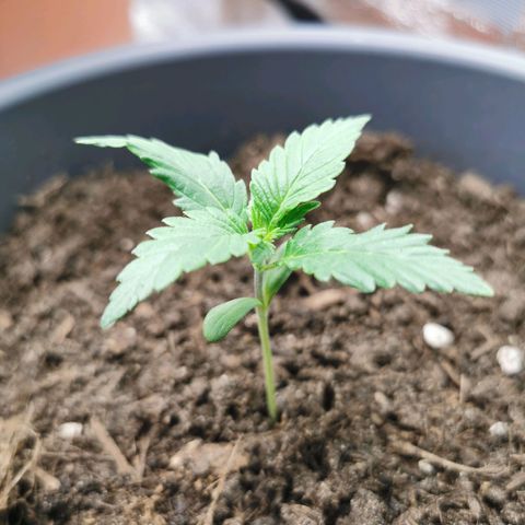 Mimosa Automatic growlog timeline photo