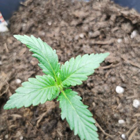 Mimosa Automatic growlog timeline photo