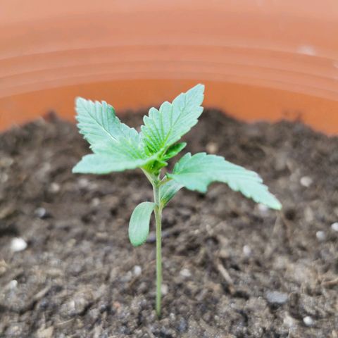 Critical growlog timeline photo