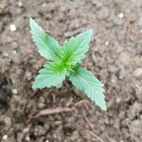 Critical growlog timeline photo