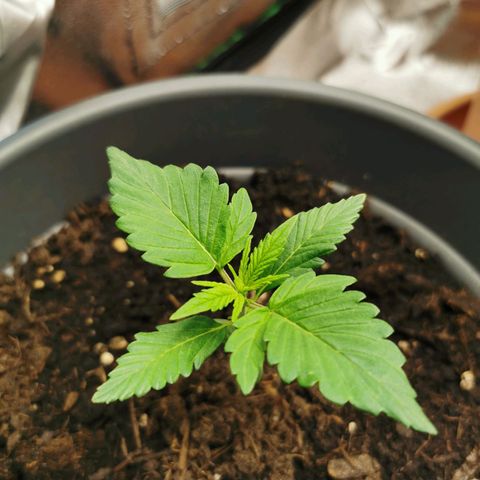 Bubble Kush Automatic growlog timeline photo