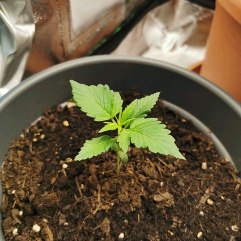 Bubble Kush Automatic growlog timeline photo