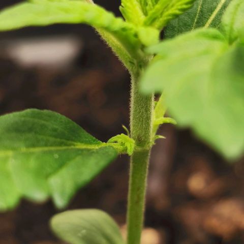 Bubble Kush Automatic growlog timeline photo