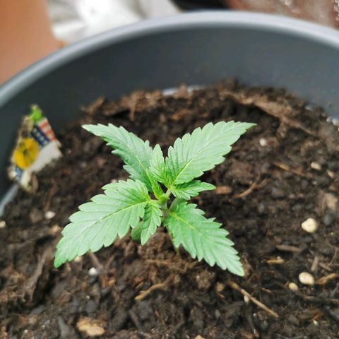 Mimosa Automatic growlog timeline photo