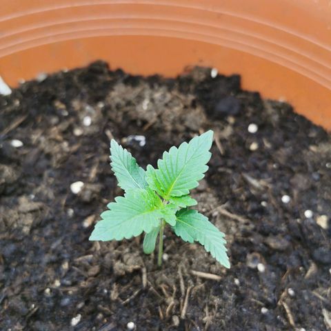 Critical growlog timeline photo