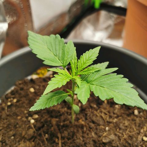 Bubble Kush Automatic growlog timeline photo