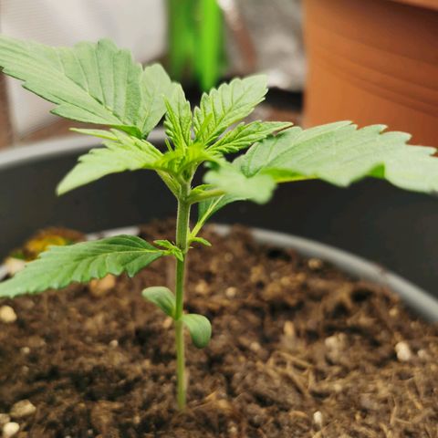 Bubble Kush Automatic growlog timeline photo