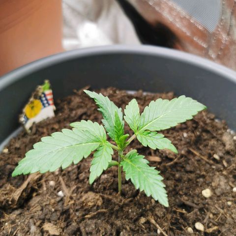 Mimosa Automatic growlog timeline photo