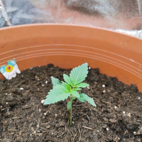 Critical growlog timeline photo