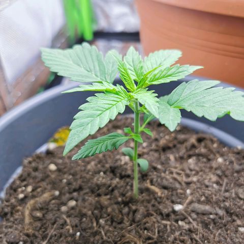 Bubble Kush Automatic growlog timeline photo