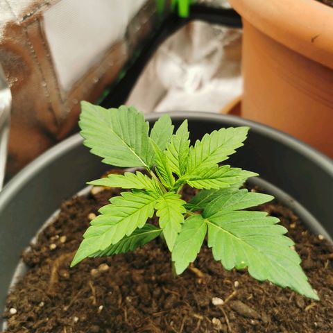 Bubble Kush Automatic growlog timeline photo