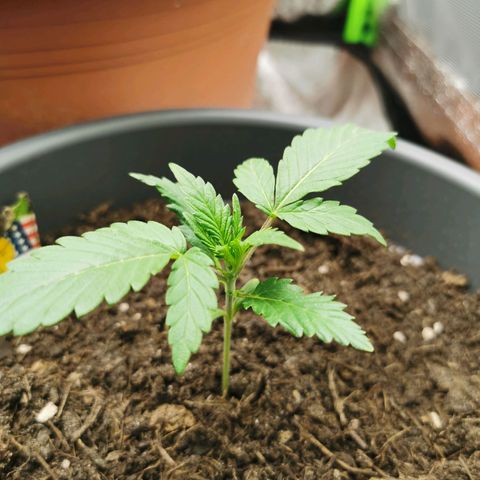 Mimosa Automatic growlog timeline photo
