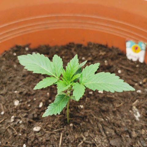 Critical growlog timeline photo