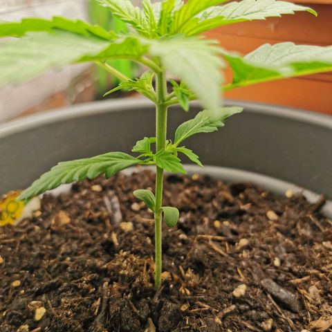 Bubble Kush Automatic growlog timeline photo