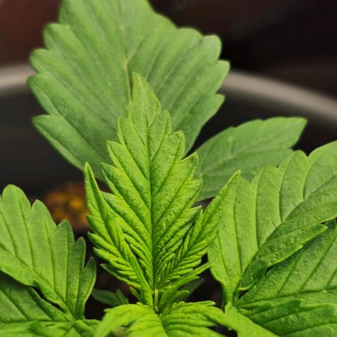 Bubble Kush Automatic growlog timeline photo