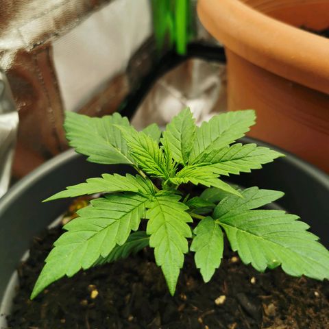 Bubble Kush Automatic growlog timeline photo