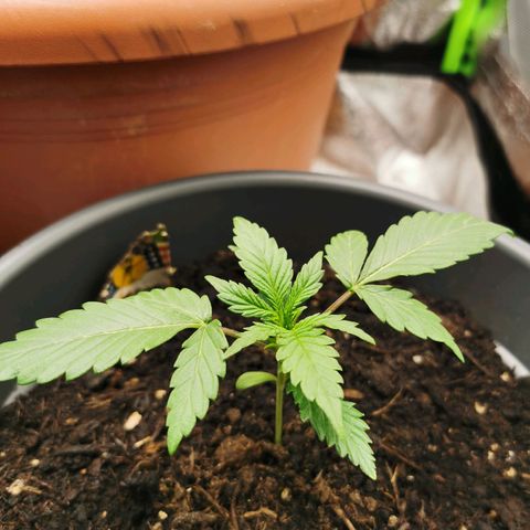 Mimosa Automatic growlog timeline photo
