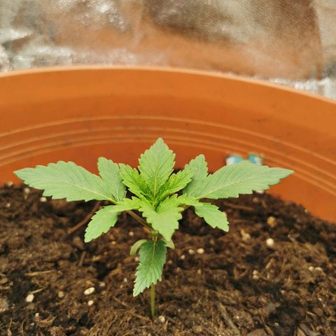 Critical growlog timeline photo