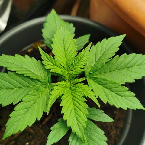 Bubble Kush Automatic growlog timeline photo