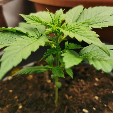 Bubble Kush Automatic growlog timeline photo