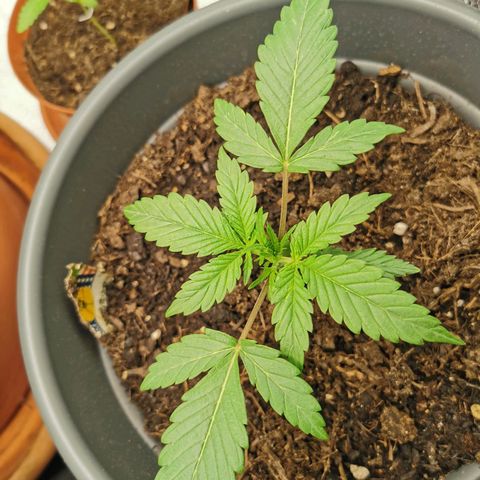 Mimosa Automatic growlog timeline photo