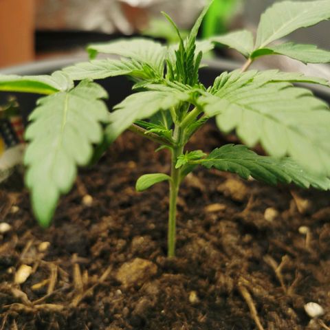 Mimosa Automatic growlog timeline photo
