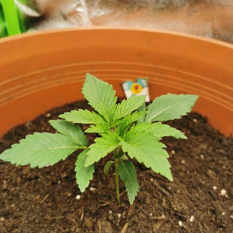 Critical growlog timeline photo