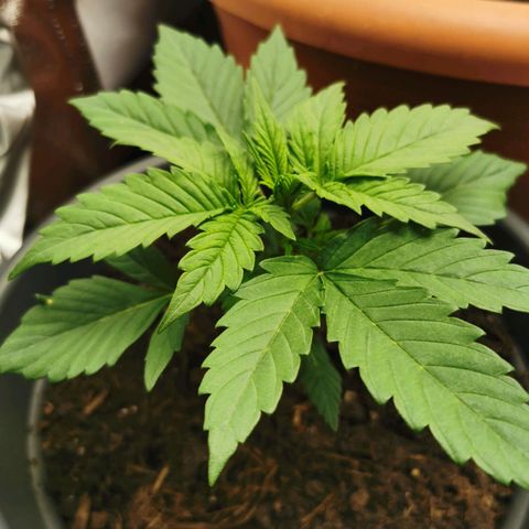 Bubble Kush Automatic growlog timeline photo