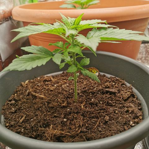 Bubble Kush Automatic growlog timeline photo