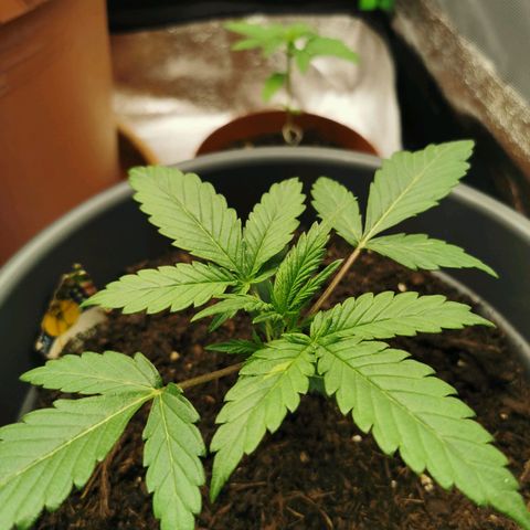 Mimosa Automatic growlog timeline photo