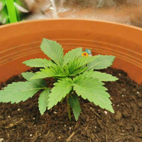 Critical growlog timeline photo