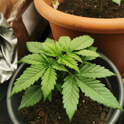 Bubble Kush Automatic growlog timeline photo