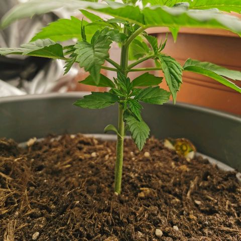 Bubble Kush Automatic growlog timeline photo