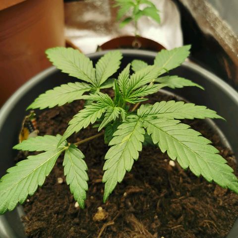 Mimosa Automatic growlog timeline photo