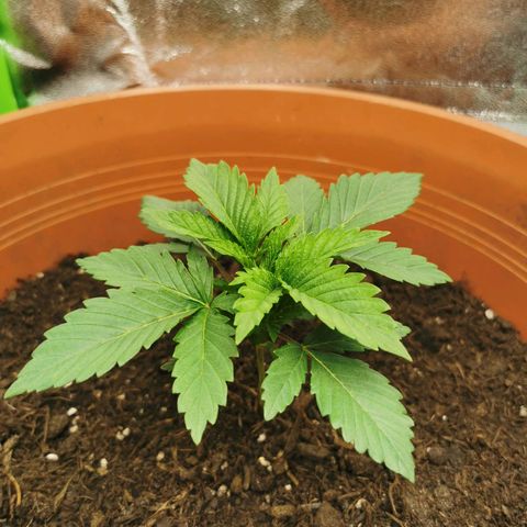 Critical growlog timeline photo