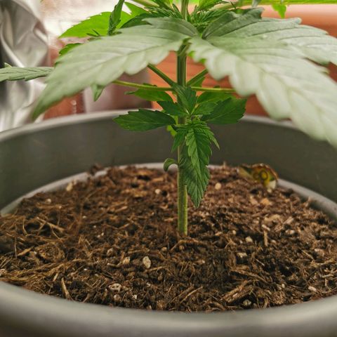 Bubble Kush Automatic growlog timeline photo