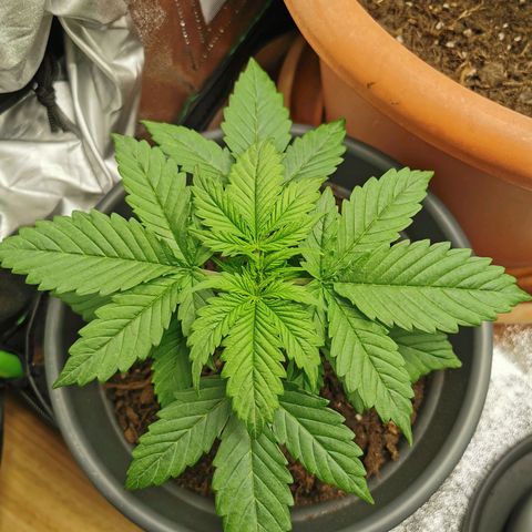 Bubble Kush Automatic growlog timeline photo