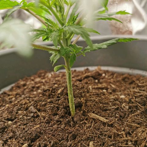 Mimosa Automatic growlog timeline photo