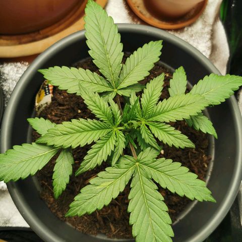 Mimosa Automatic growlog timeline photo