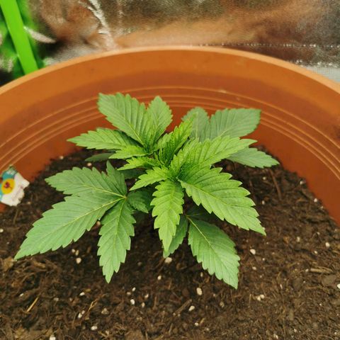 Critical growlog timeline photo