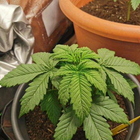Bubble Kush Automatic growlog timeline photo