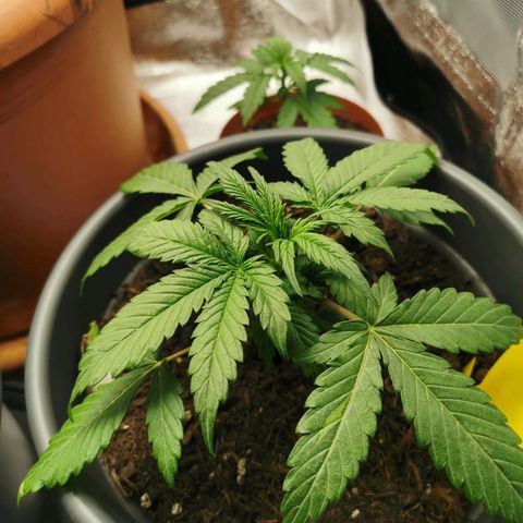 Mimosa Automatic growlog timeline photo