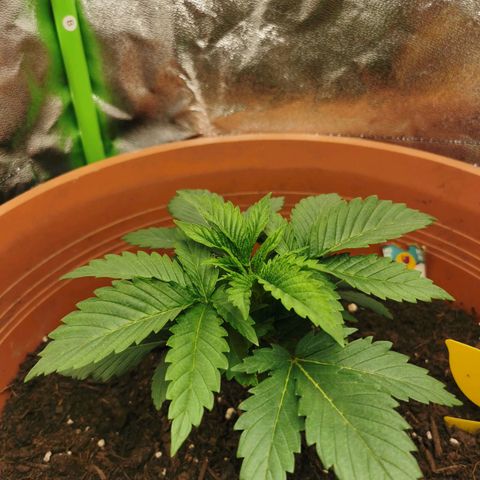 Critical growlog timeline photo