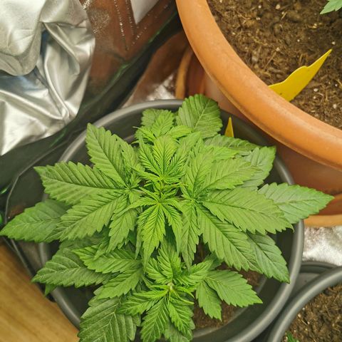 Bubble Kush Automatic growlog photo: Größere Blätter runter "geklemmt" 