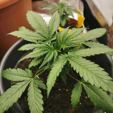 Mimosa Automatic growlog photo: Lange Blattzweige runter gespannt 