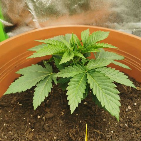 Critical growlog timeline photo