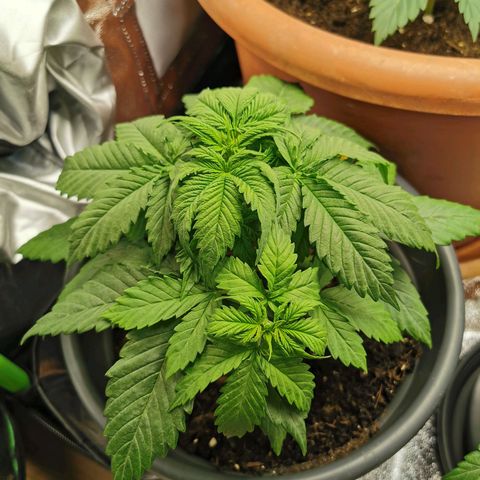 Bubble Kush Automatic growlog timeline photo