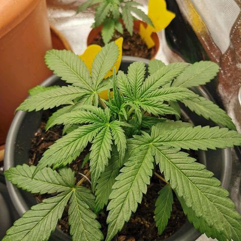 Mimosa Automatic growlog timeline photo